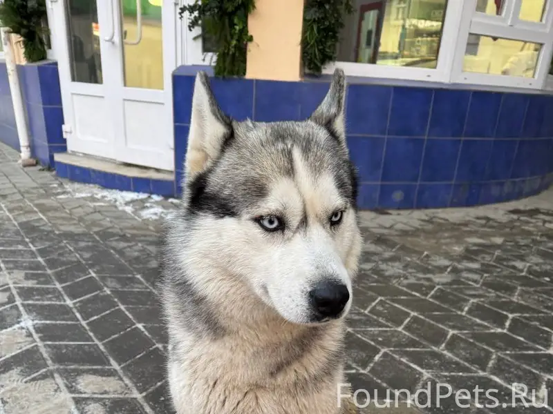 В Симферополе. Найден кобель Х...