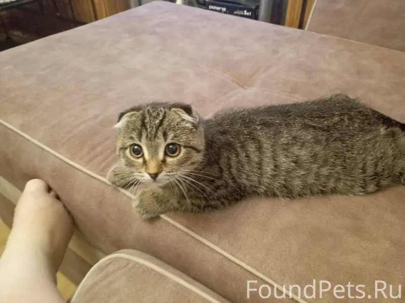 Найден котенок, вернем старым ...