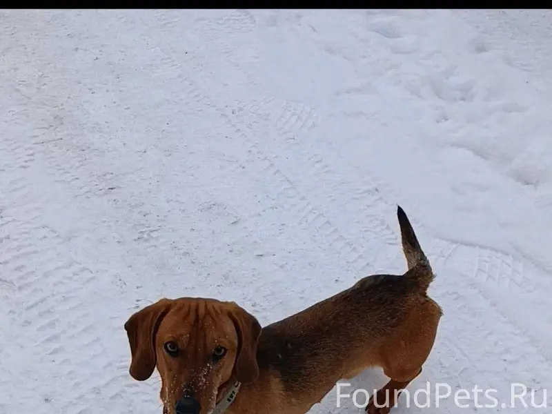 🆘🆘🆘Потерялся пес Центральный р...