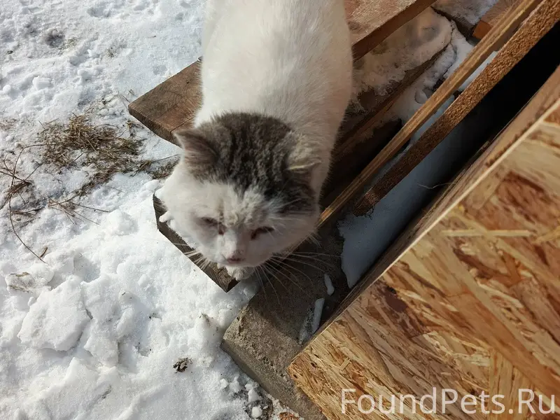 Здравствуйте! Прибился кот или...