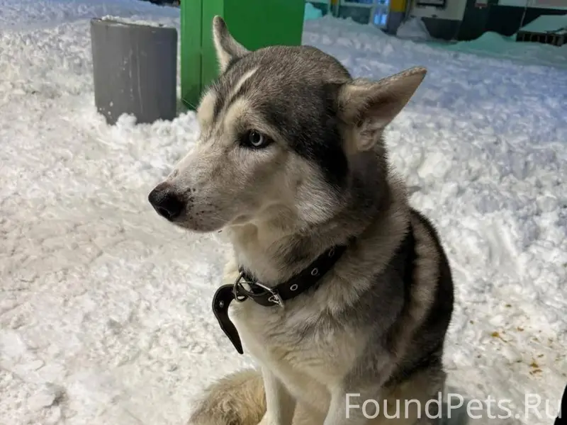 Чей хаски ? 🦮 Хозяин отзовись ...