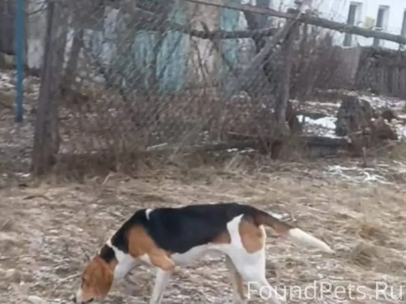 Здравствуйте, потерялась собак...