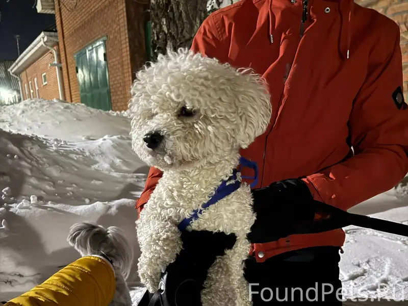 Найдена собака на 1 котельной ...