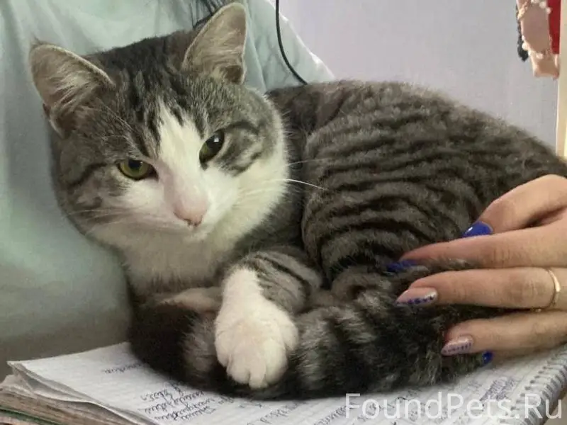 Пропал кот!Очень ждём нашего л...