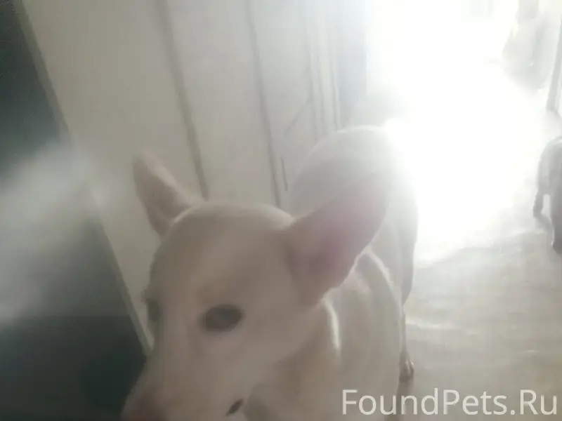 Пропала собака 26 декабря. по ...