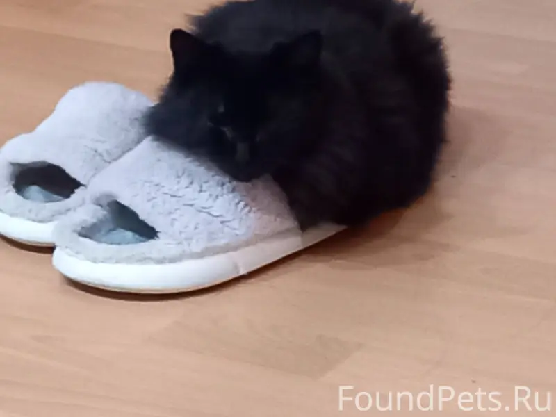 Пропала кошка в районе, кто ви...