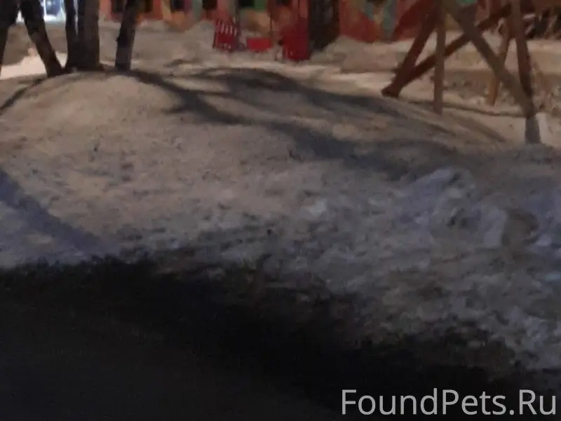 Мурманск. Кто потерял? https:/...