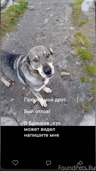 Потерялись собаки. Уже год пои...