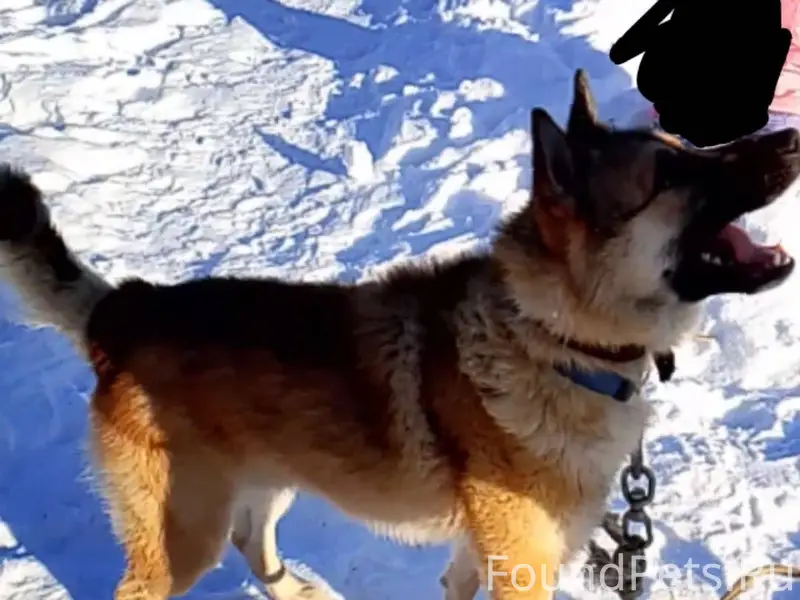 Пропал пёс просьба если увидит...