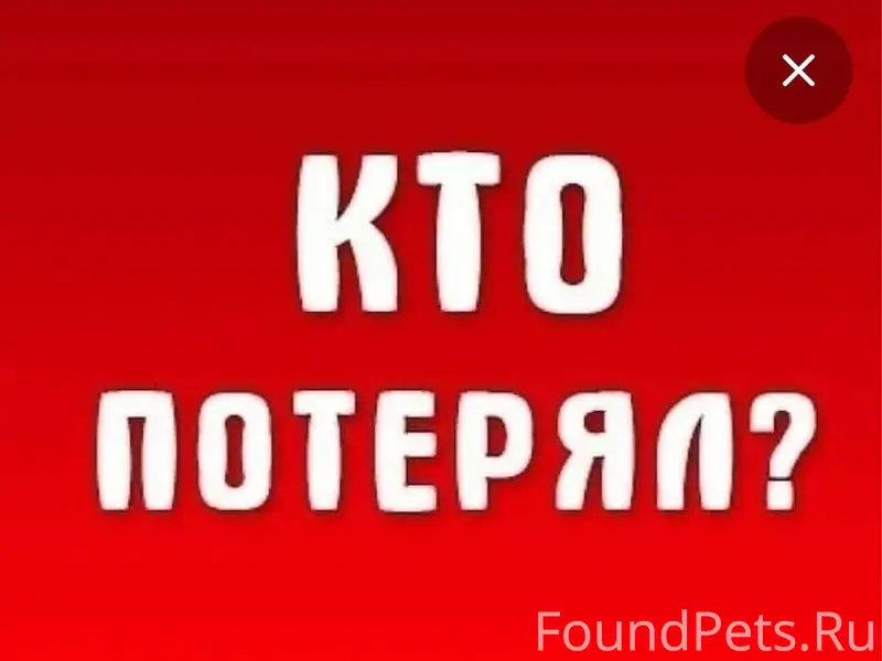 Кто потерял собаку? Черная дли...