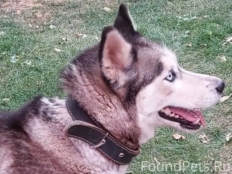 Потерялась моя собака по кличк...