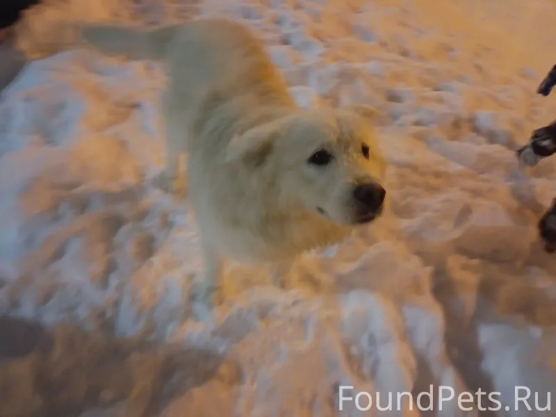 ‼️‼️ВНИМАНИЕ!! ПРОПАЛА СОБАКА ...