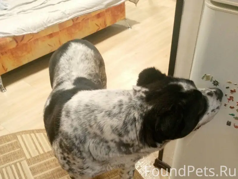 Найдена собака в районе полици...