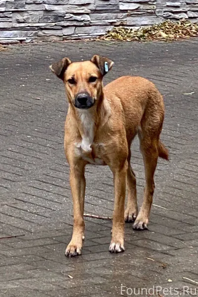 Ставрополь🆘🆘🆘🆘🆘🆘 ПОМОГИТЕ НАЙТ...