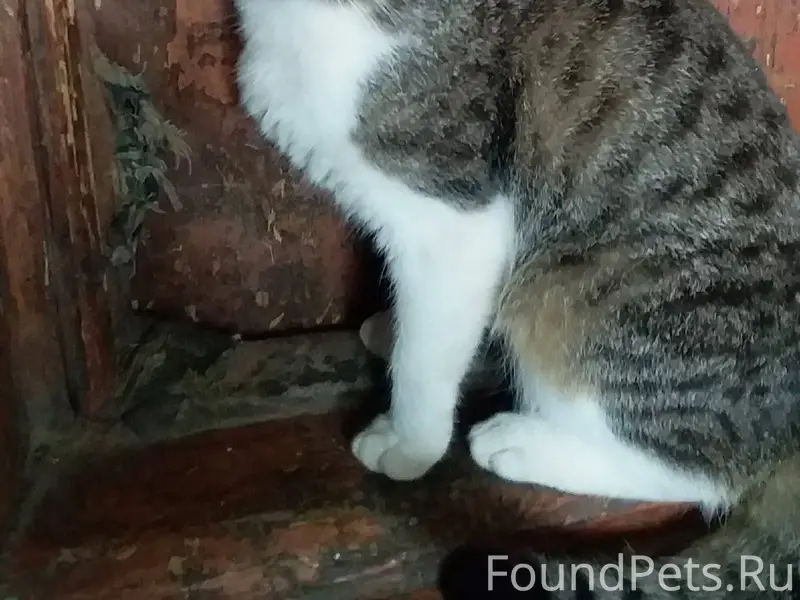 ПРОПАЛ КОТИК В августе 2024 пр...