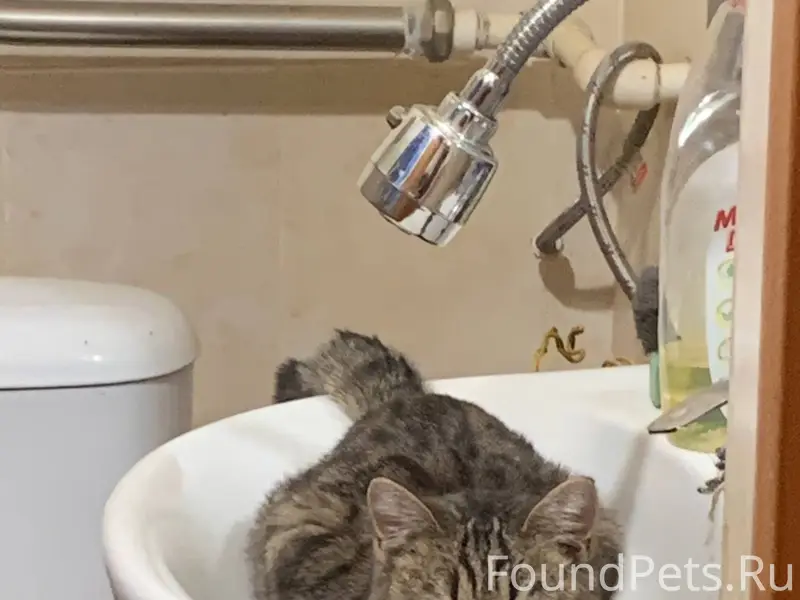 Пропал котенок, по кличке Бизо...