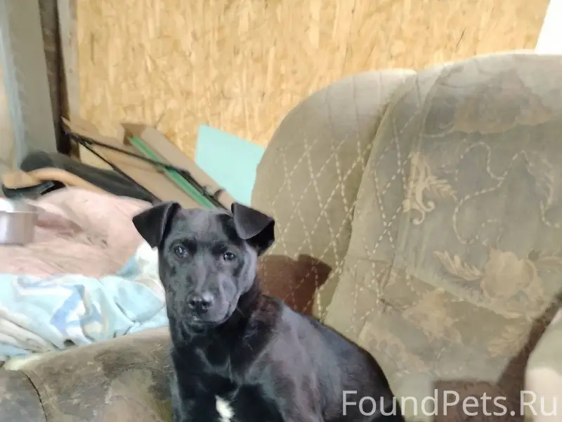 Приблудилась собака, девочка, ...