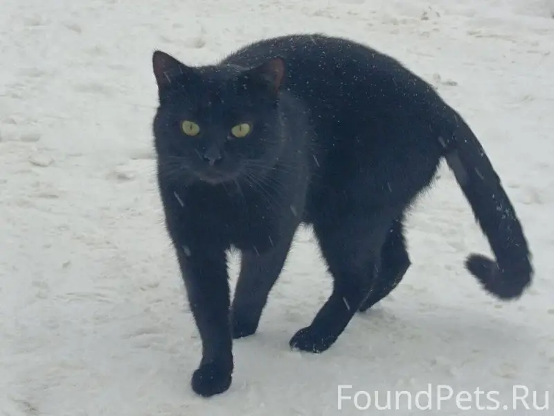 ПРОПАЛ КОТ!! 22.01.26 в...