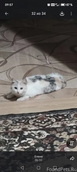 Найдена кошка в районе Октябрь...