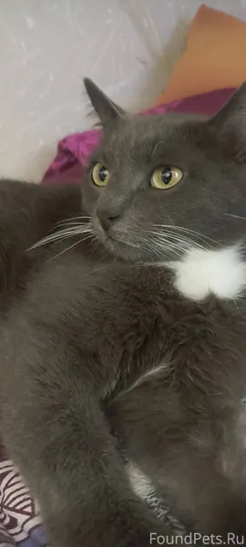 Помогите пожалуйста найти кота...