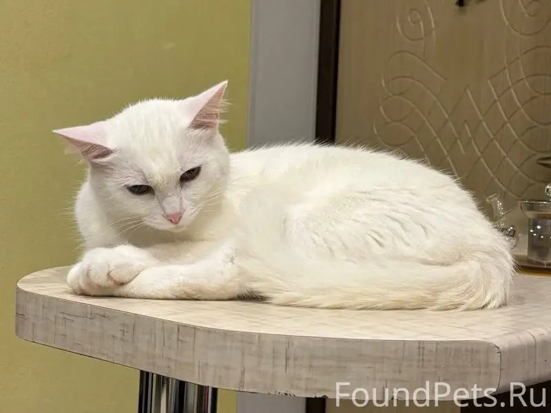 Пропал кот в районе Лузы. Белы...