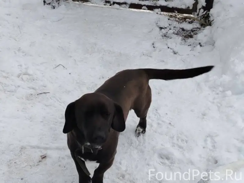 ❗Пропала собака помесь породы ...