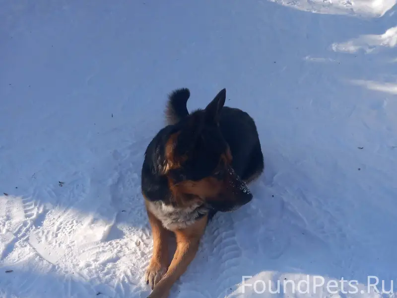 На пойме бегает собака,ласкова...