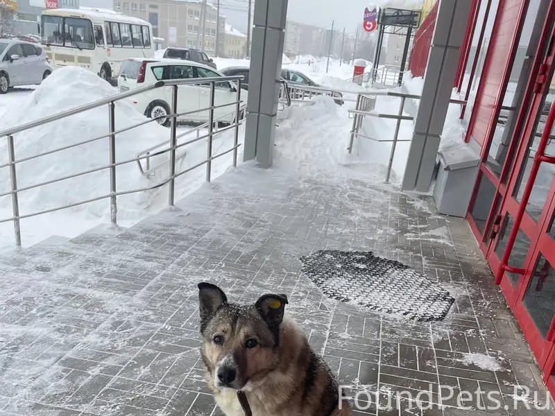 Потерялась собака ￼ гуляет по ...