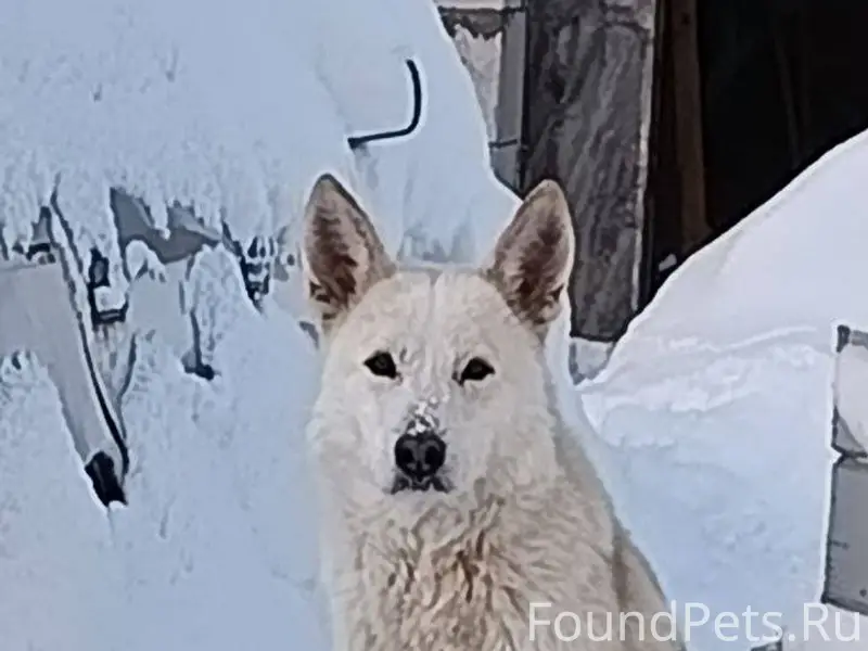 Семхоз. Приблудилась собака, п...