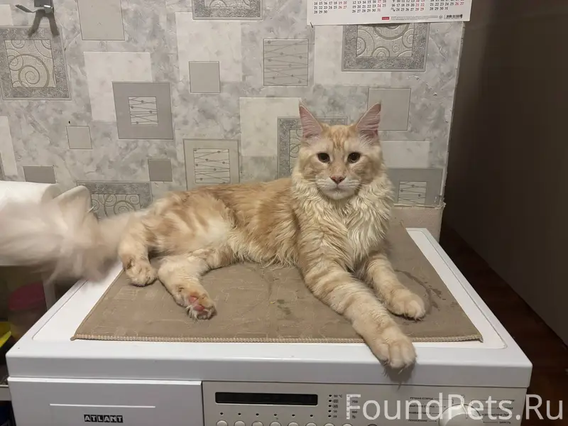 Пропал кот, мейн-кун. Зовут - ...