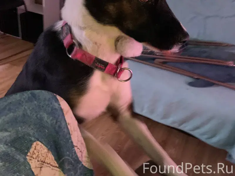 Потерялась собака. Убежала на ...