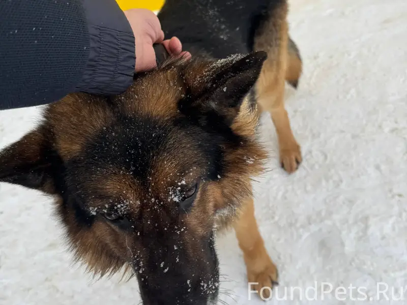 Поймал чья собака, хозяин найд...