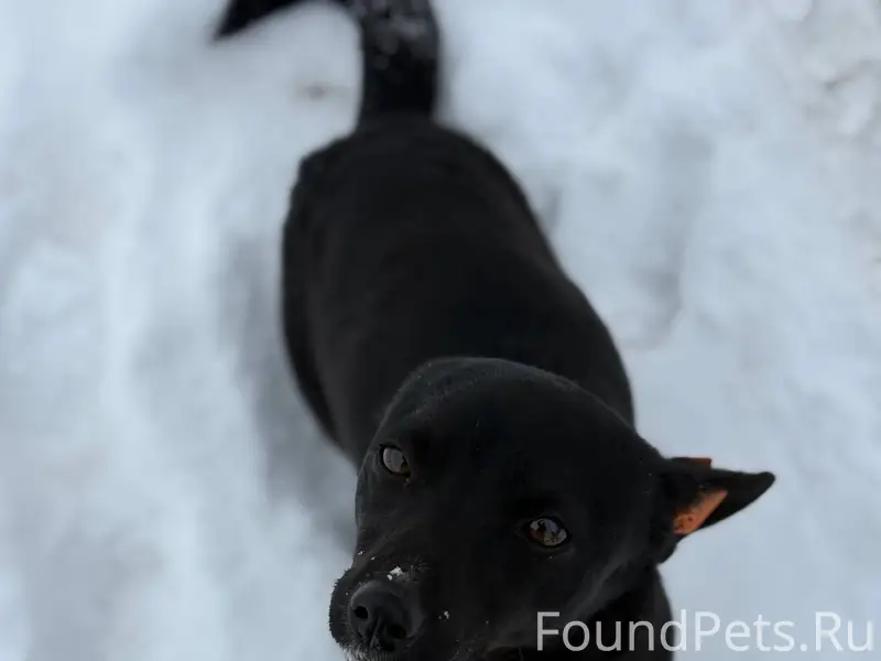 Может кто-то потерял свою соба...