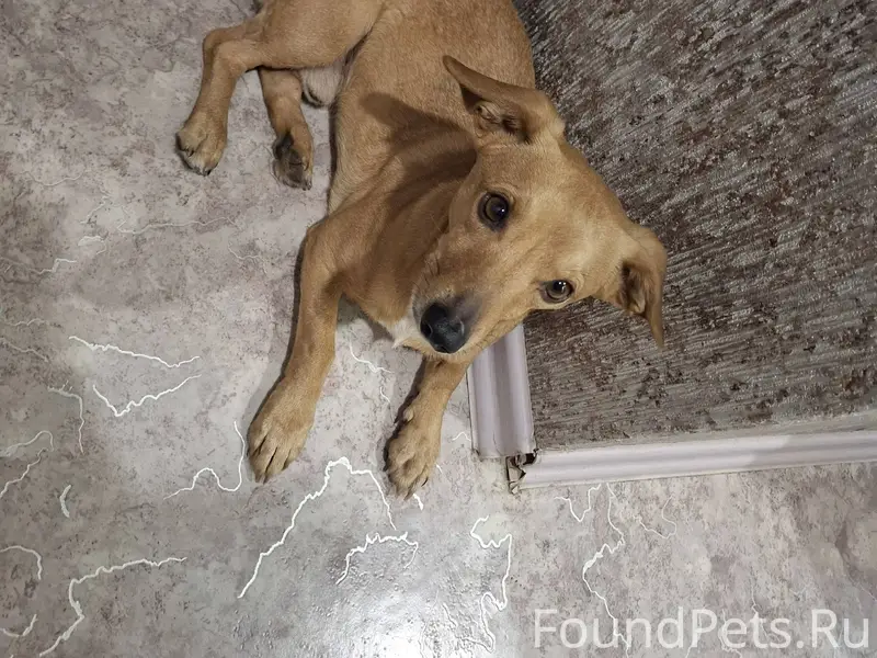 Найдена собака, на пл. Ленина ...