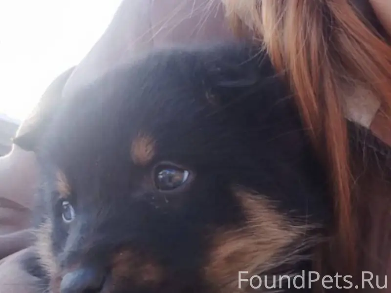 Пропал щенок, просьба если кто...