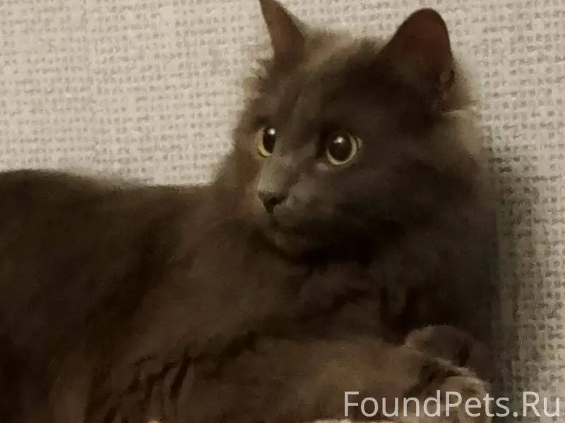 ПРОПАЛА КОШКА!!! Убежала с При...