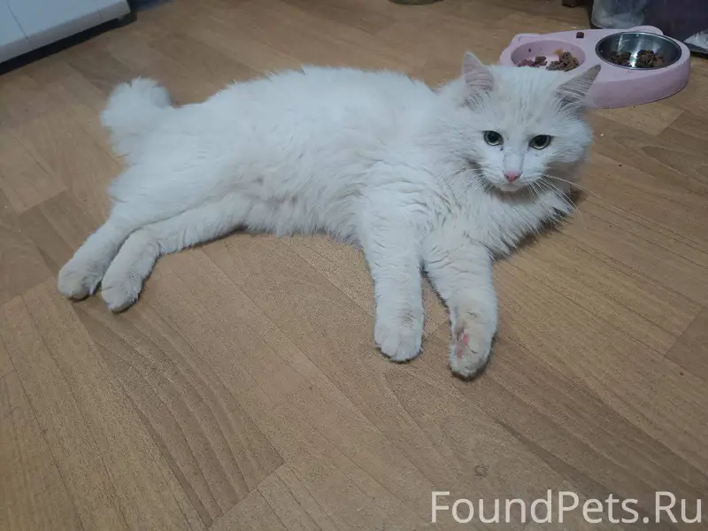 Найден кот, замерзал во дворе ...