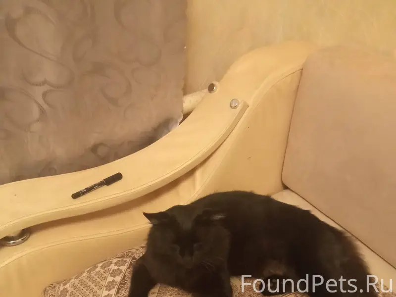 Пропал кот по кличке Тимоша в....