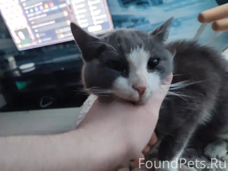 Срочно,найден кот на карьере, ...