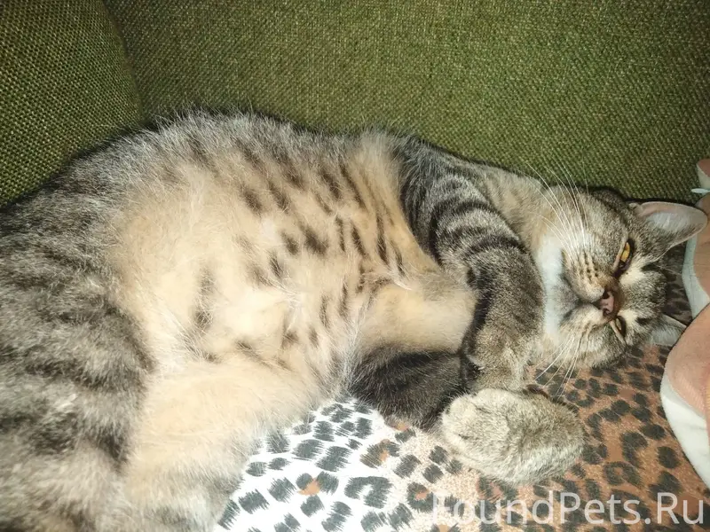 Украли кота добрые соседи, вер...