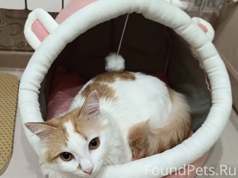 Пропал 🐈 кот. Кличка Шустрик. ...