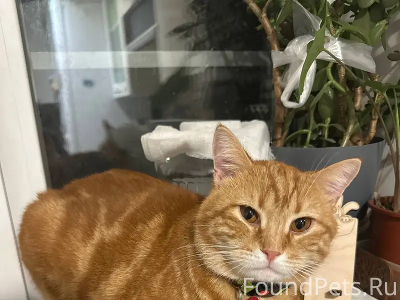 Пропал кот- кличка Кекс. Пропа...