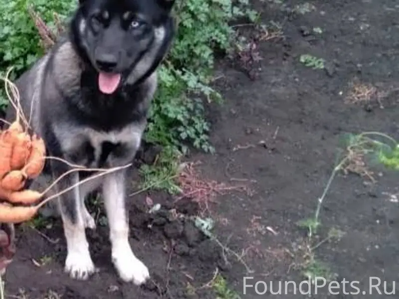 Пропала собака в районе Остров...