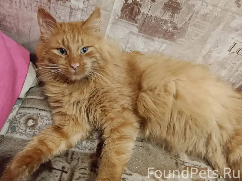 Пропал кот в районе Хлебозавод