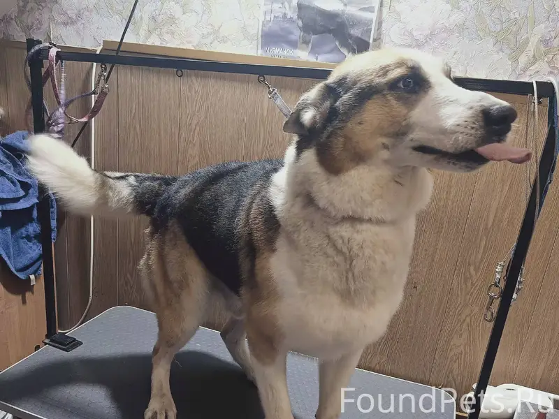 Мурманск. Розыск собаки Кобель...