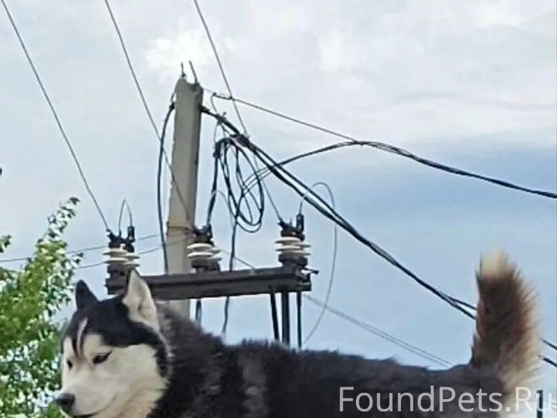 ❗🐕Убежала собака, кабель, сиби...