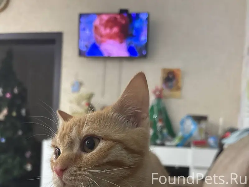 День добрый, пропал рыжий коте...