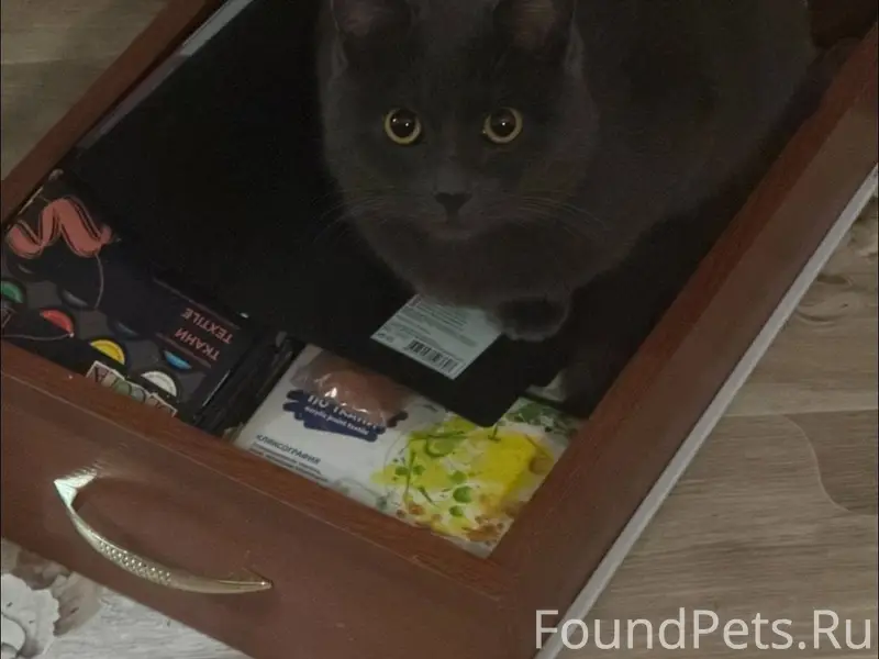 Здравствуйте. Пропал кот, клич...