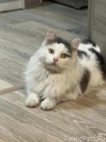 Найден кот в солнечном. Ищу ст...