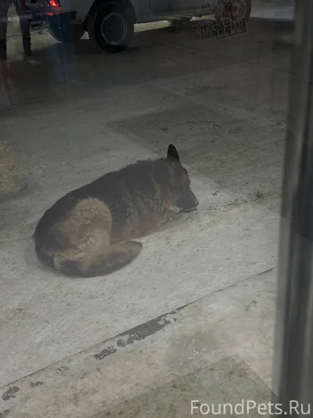 Пропала собака , если кто то у...